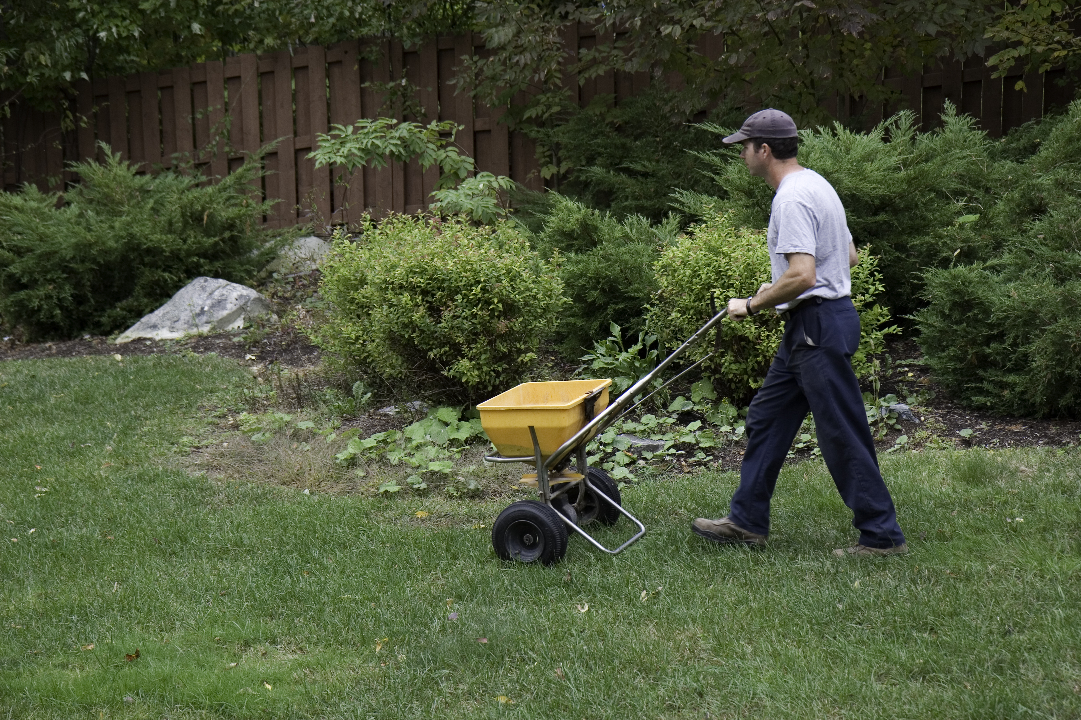 Man spreading fertilizer on a lawn