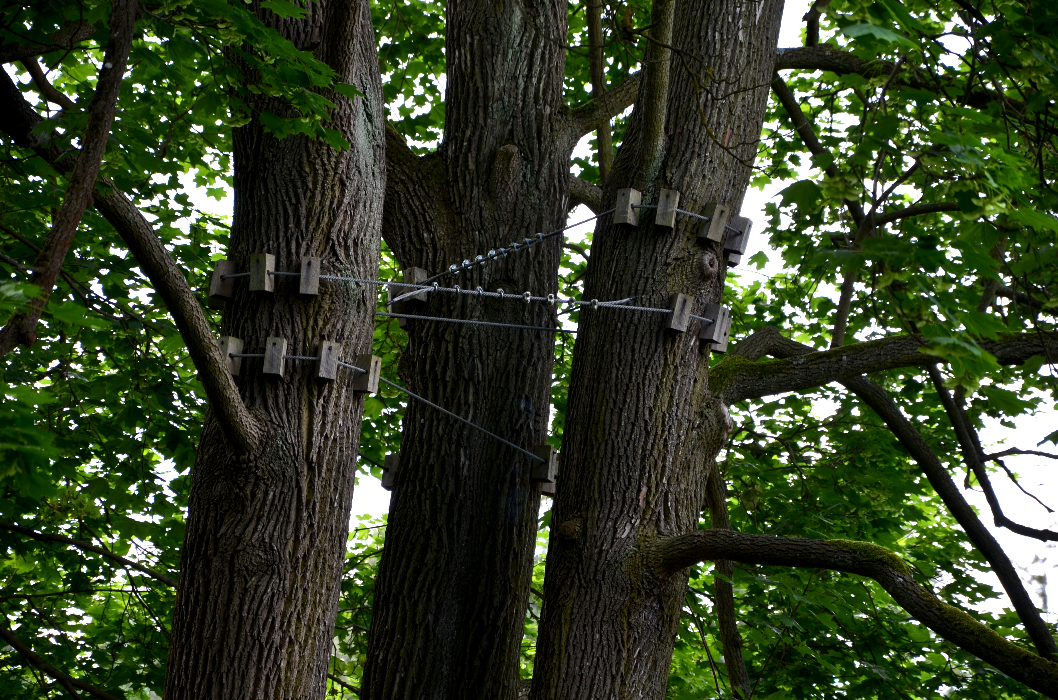 Trees are connected with metal cables and wooden supports
