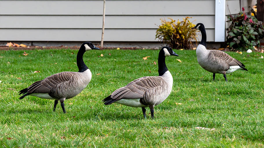Three Canada geese stand alert on a green lawn in a suburban backyard next to a house