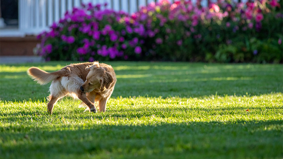 A golden retriever scratches its leg in a bright green yard with pink flowers in the background