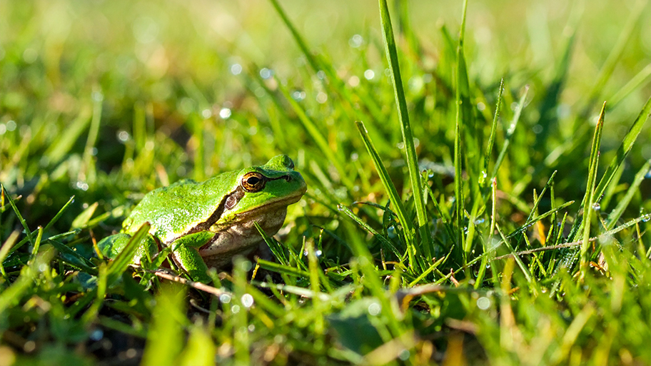 A small, vibrant green frog with brown eyes sits in dew-kissed green grass under bright sunlight