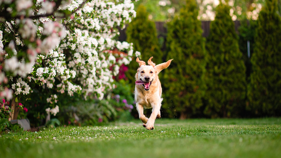 A joyful golden retriever runs across a lush green lawn, with a blooming tree and evergreen shrubs in the background