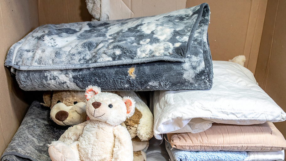 A pile of moldy blankets, pillows, and a teddy bear is shown inside a cardboard box to be disposed.