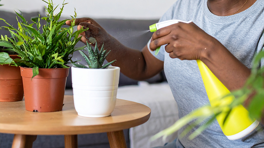 Person spraying potted houseplants with a yellow spray bottle while inspecting leaves on a wooden table.