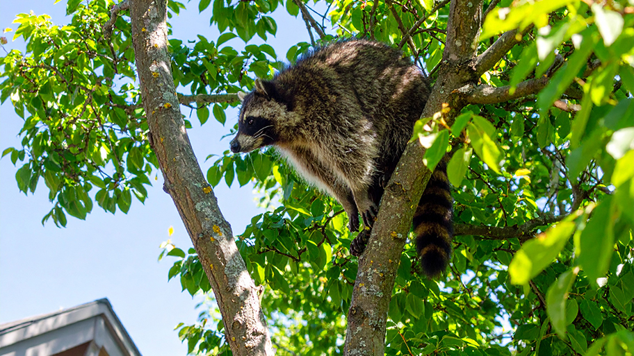 A raccoon climbs in a leafy tree on a sunny day, with part of a house roof visible in the background.