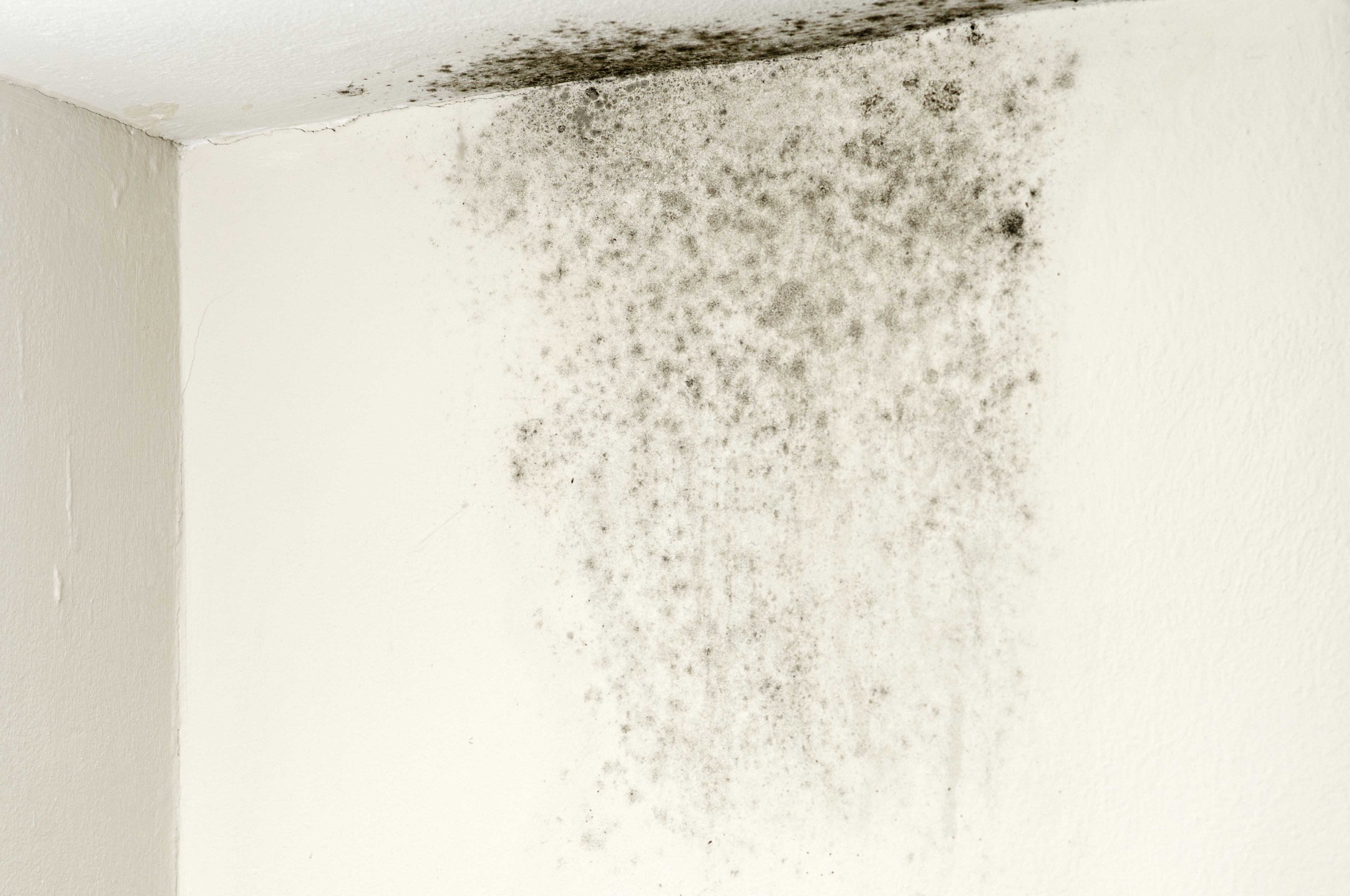 Black mold on ceiling 