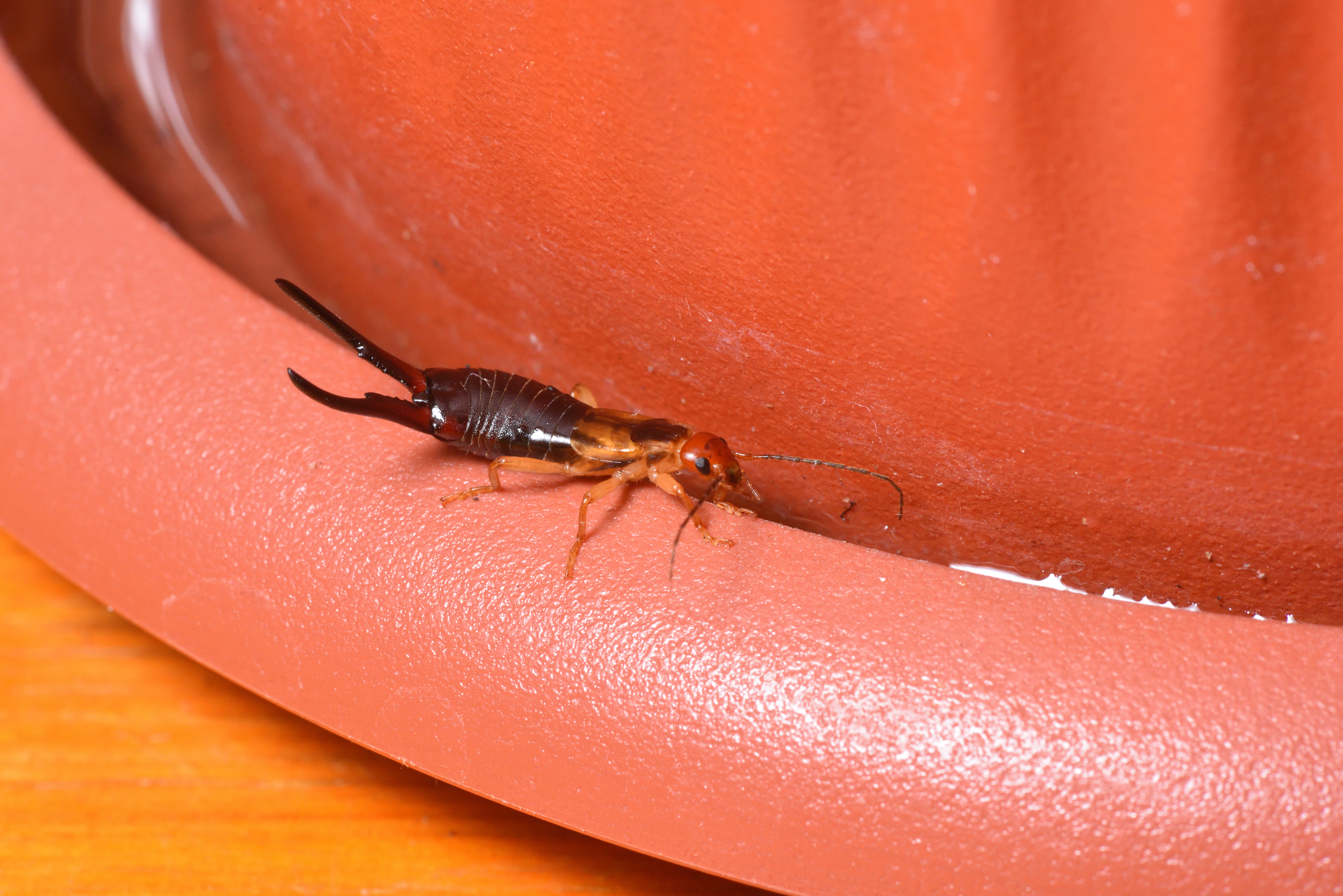 earwig on flower pot