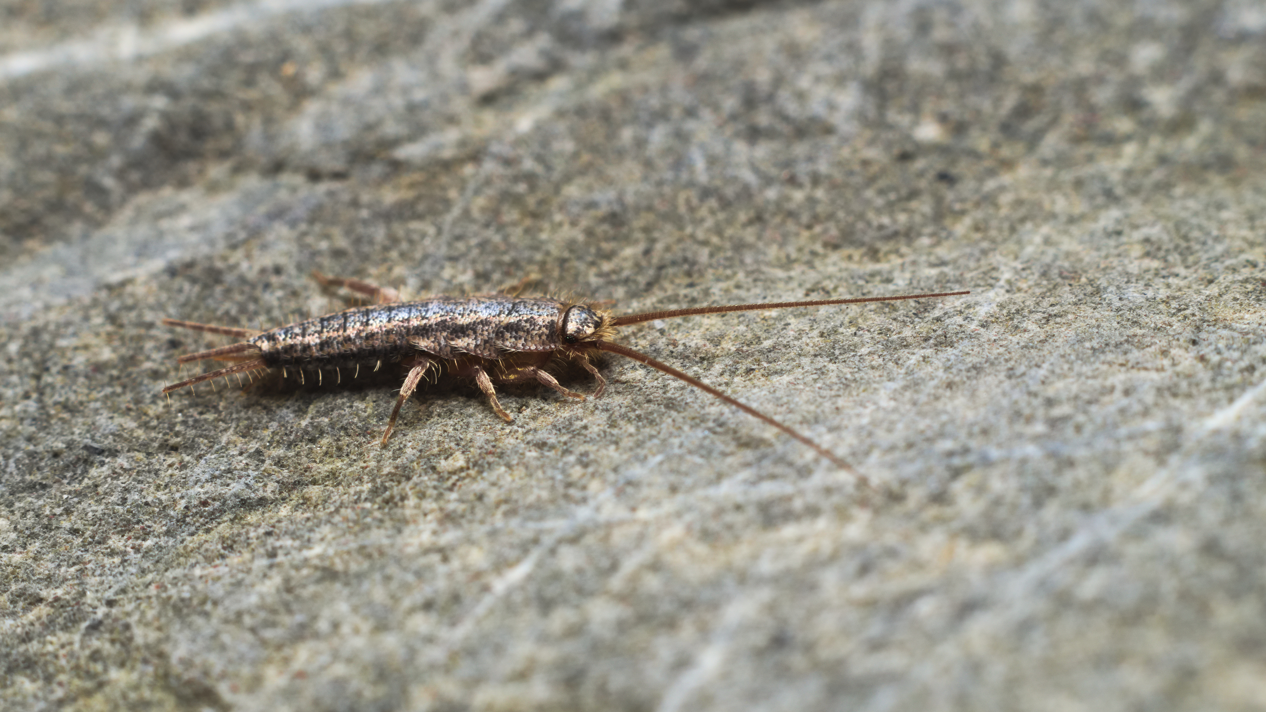 silverfish on a rock