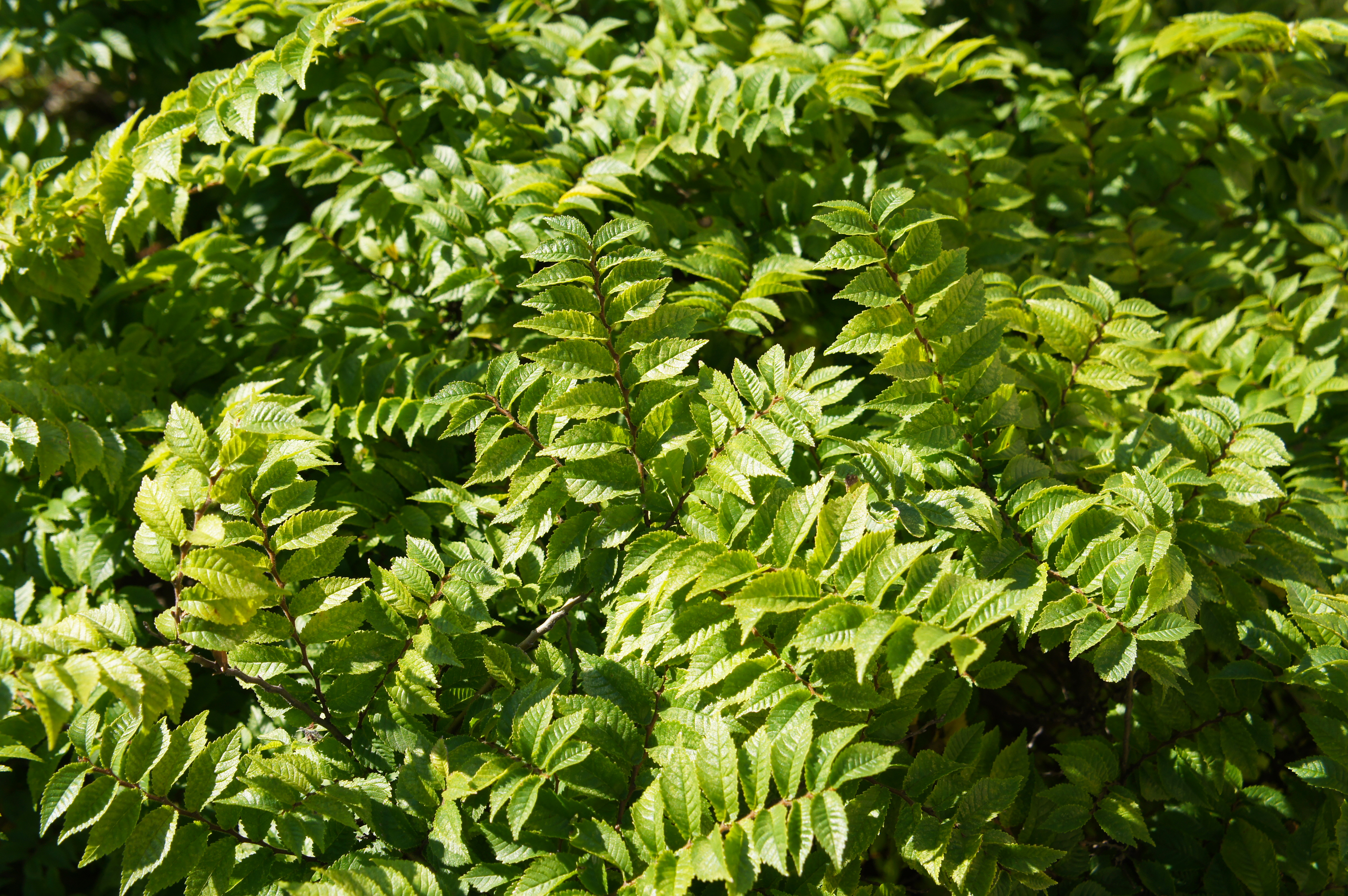 Foliage of an Ulmus Pumila tree  