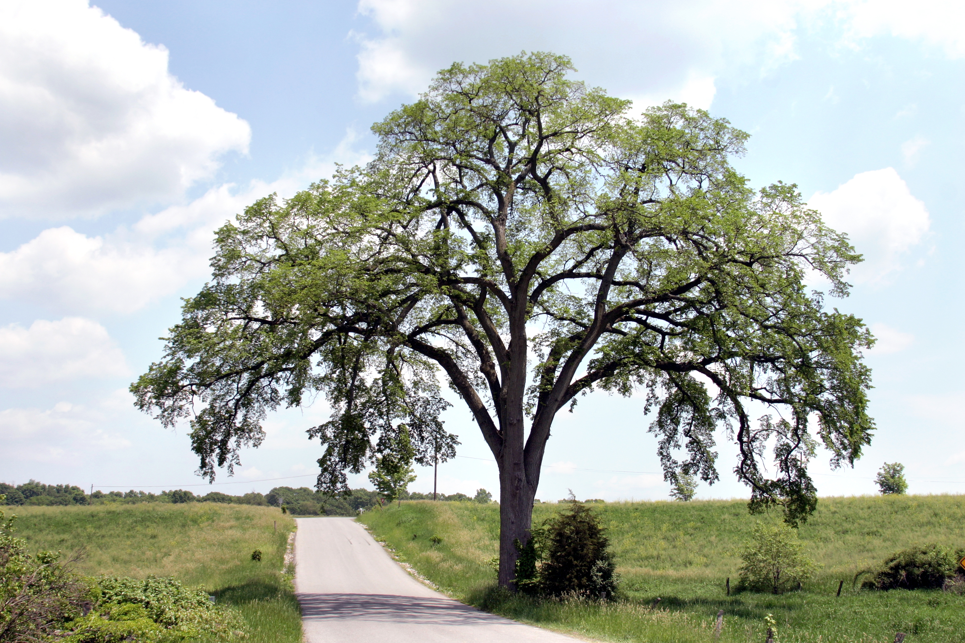 Siberian elm tree on the side of the road 