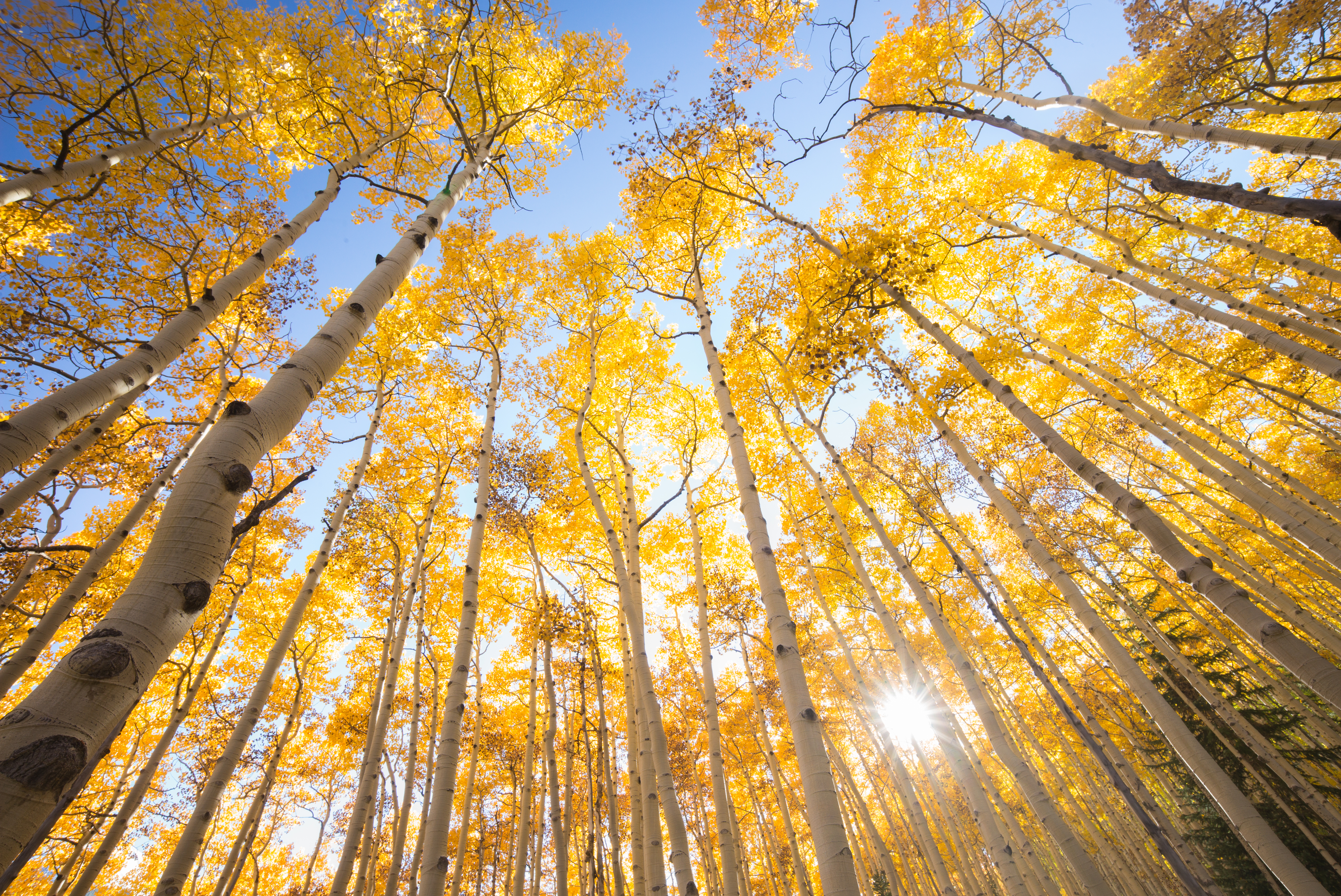 Forest of aspen trees during the autumn