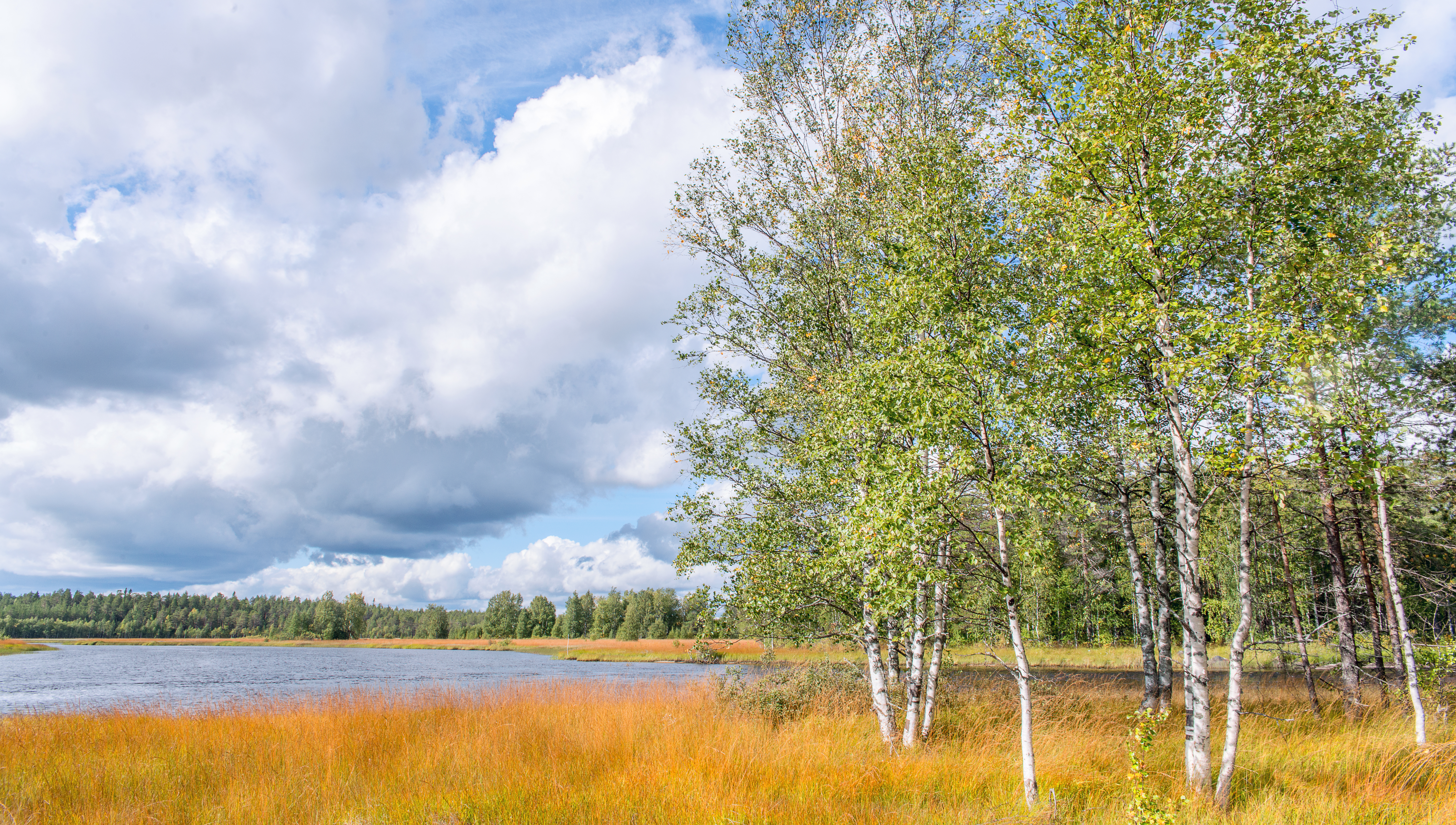 A grove of birch trees by the river