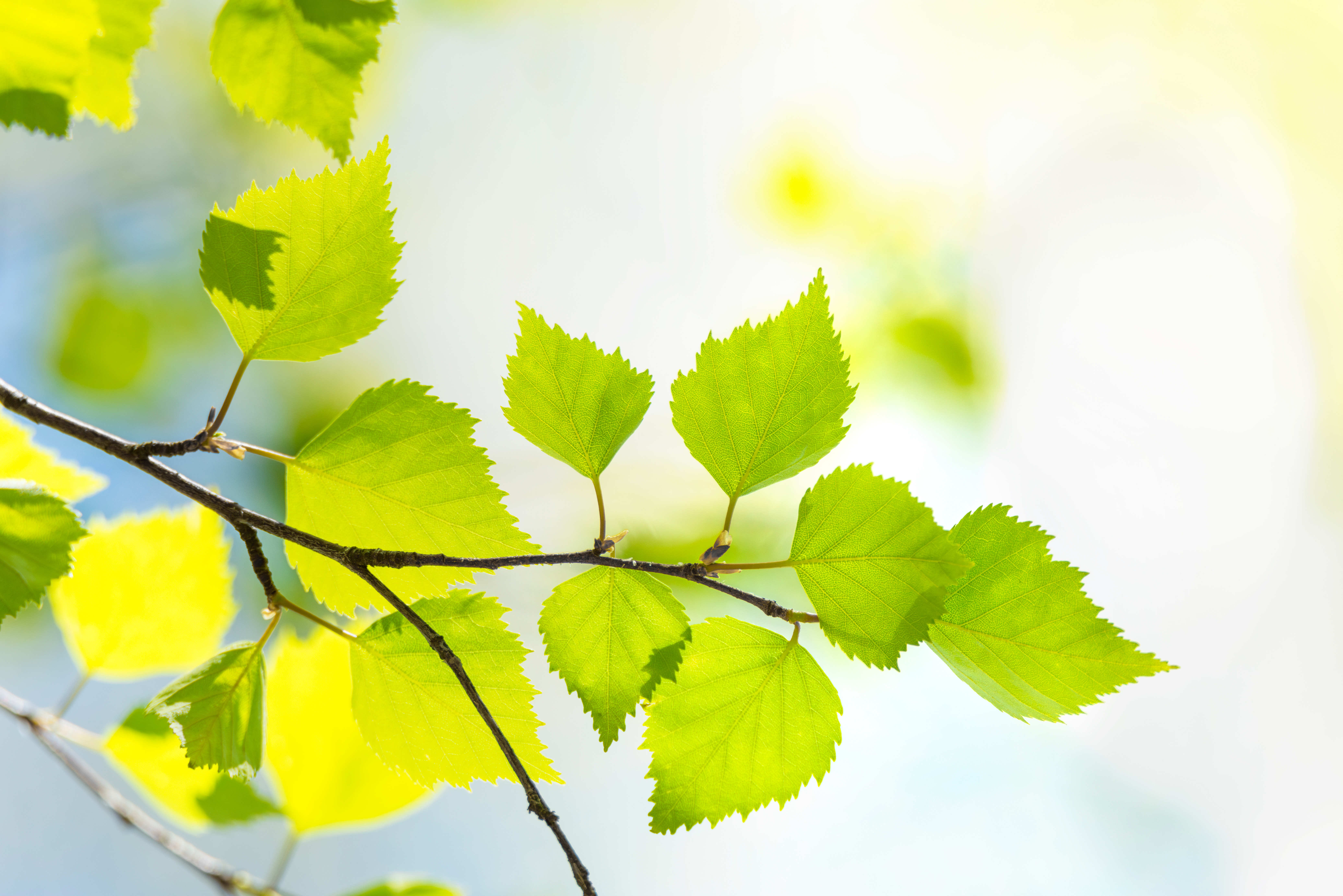 Birch tree leaves during the spring