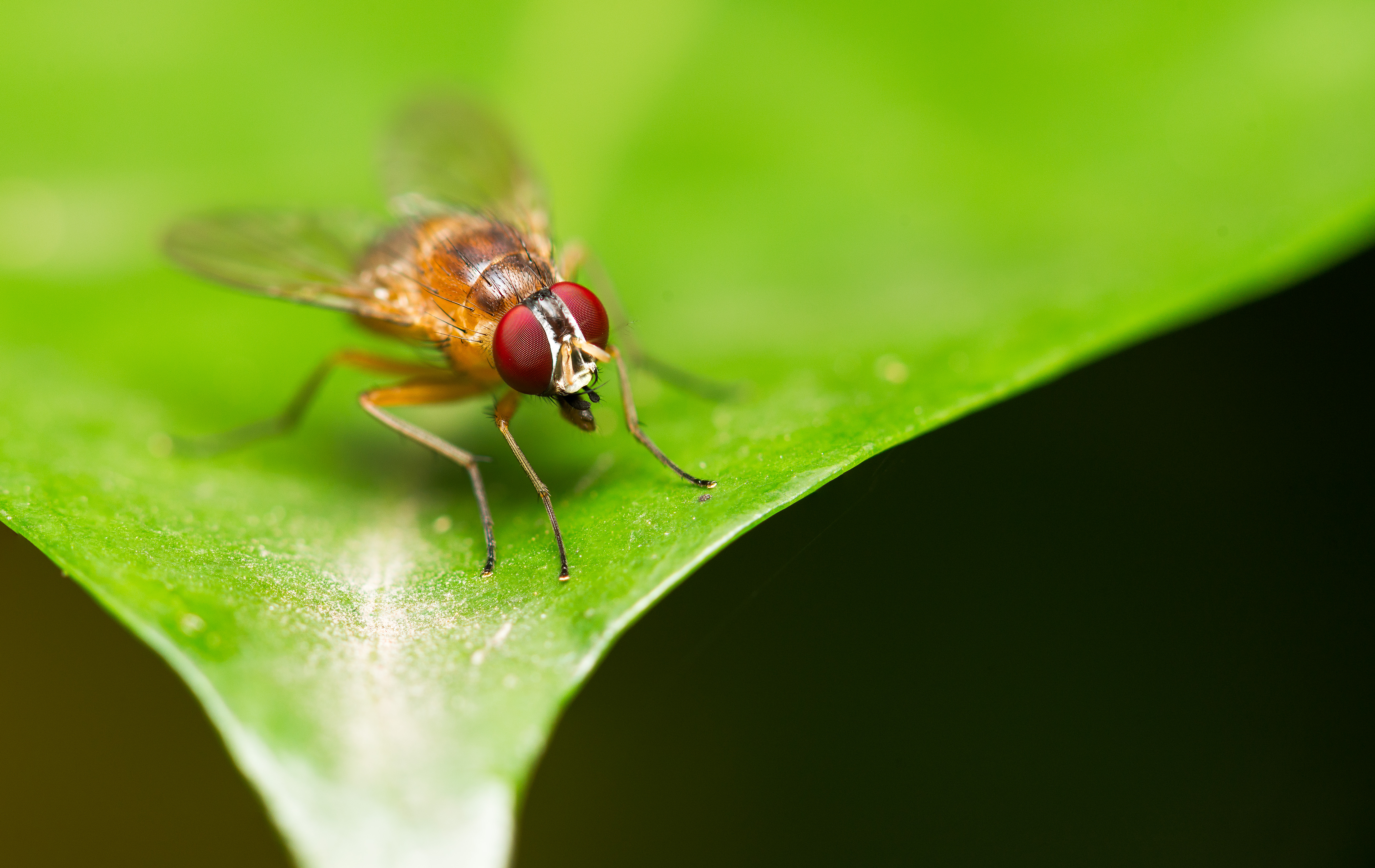 Close-up of a fruit fly