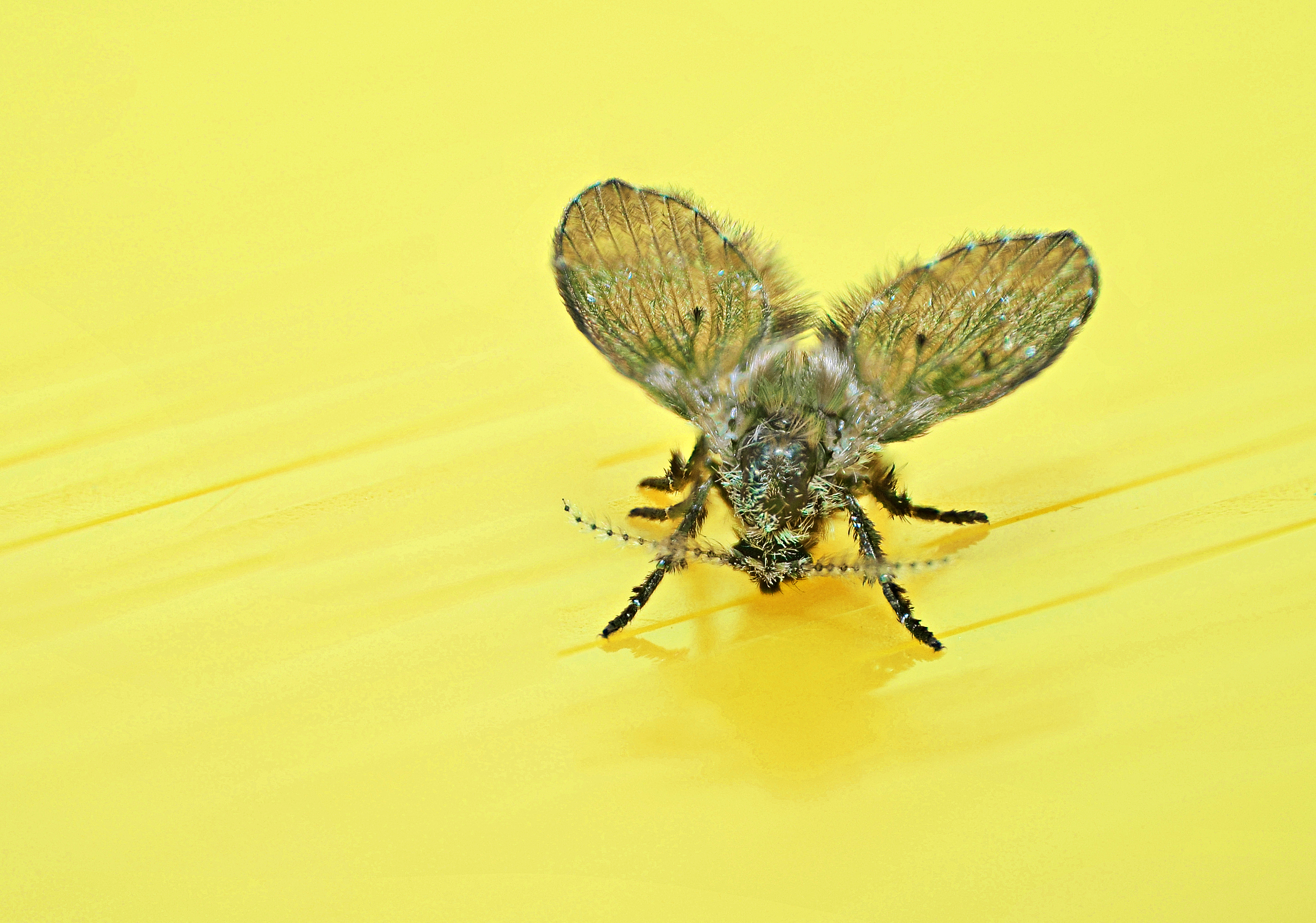 Close-up of a drain fly