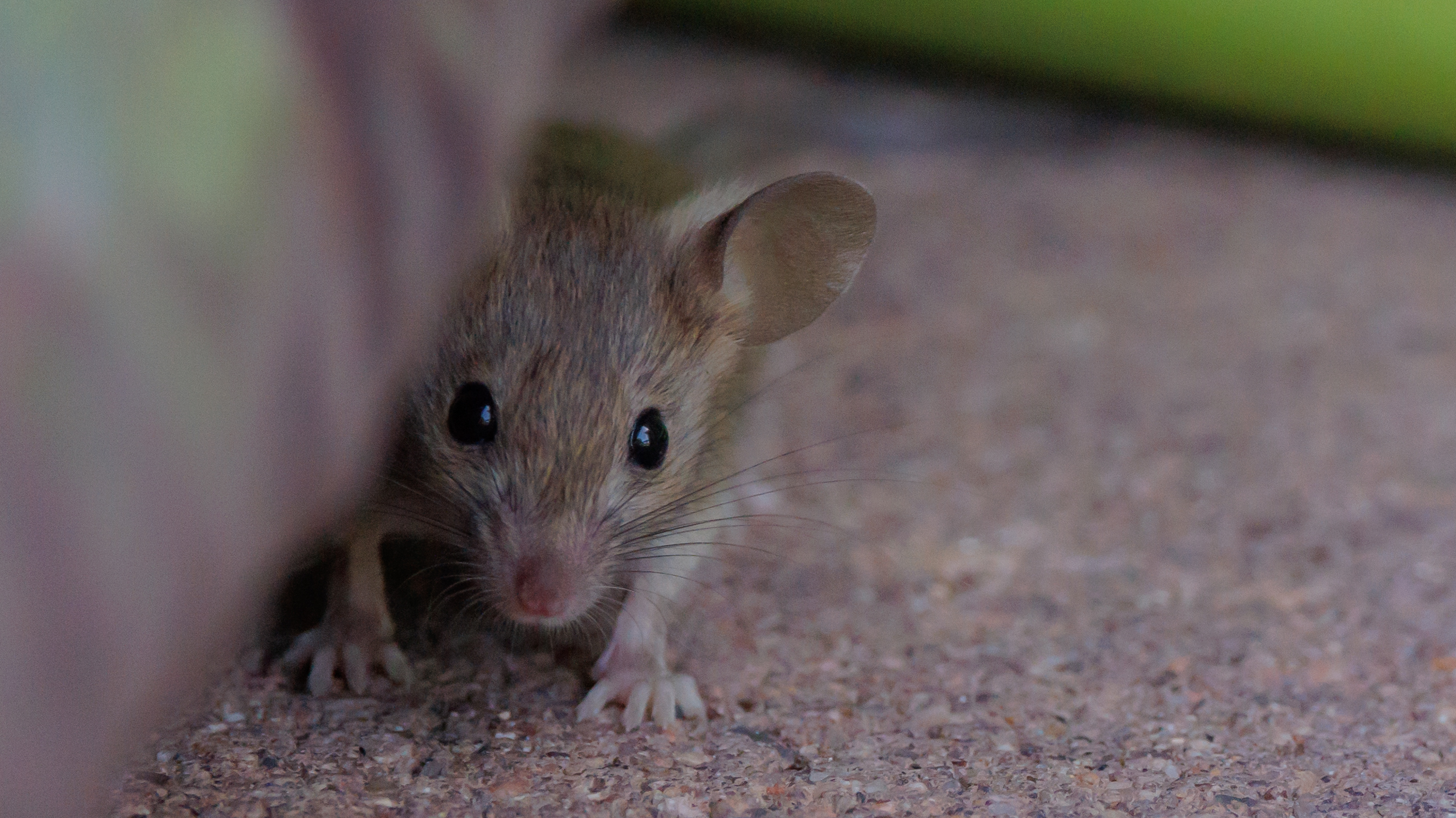A mouse hides behind an object