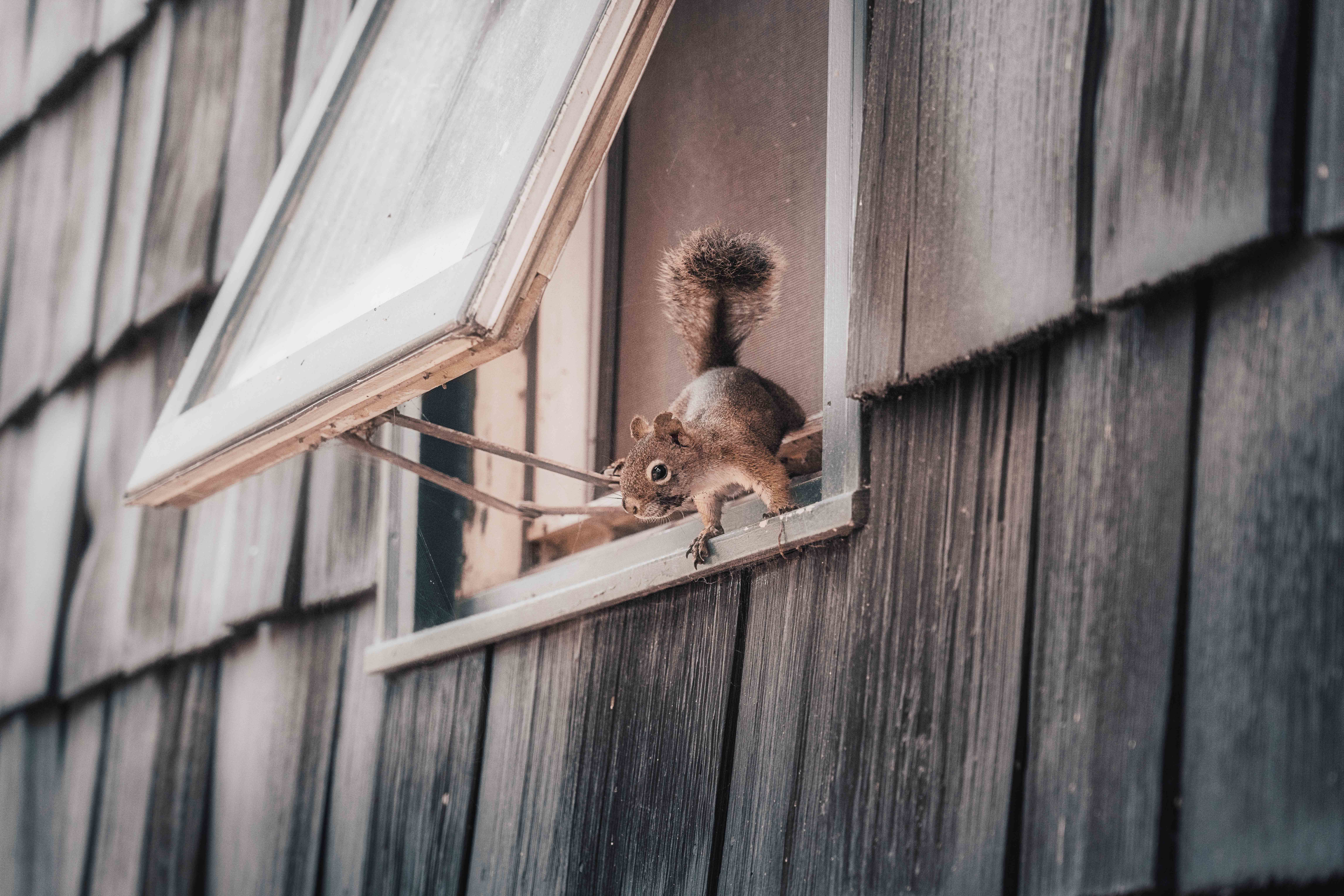 Squirrel jumping out of a window