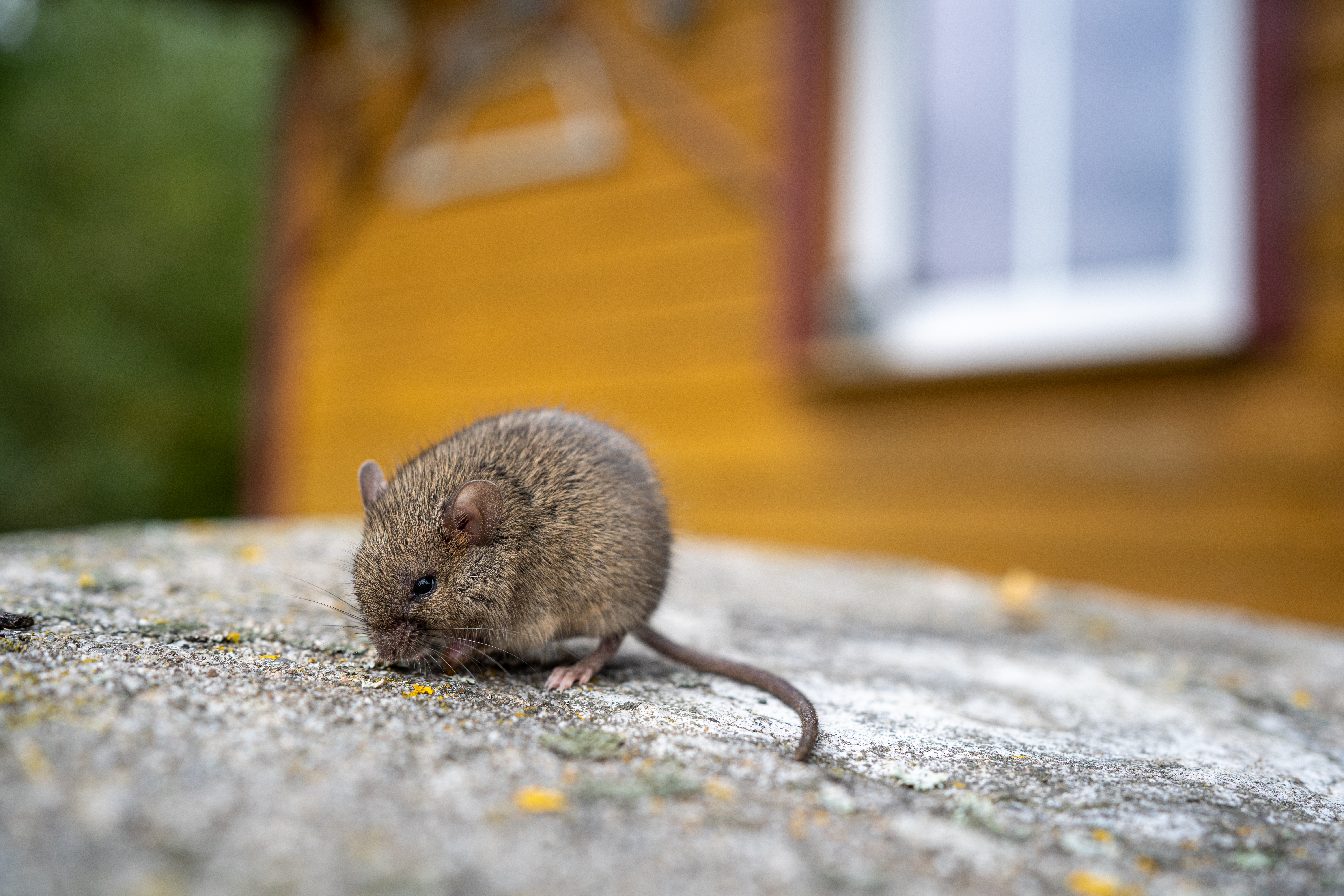 A small brown mouse is sitting on a stone surface 