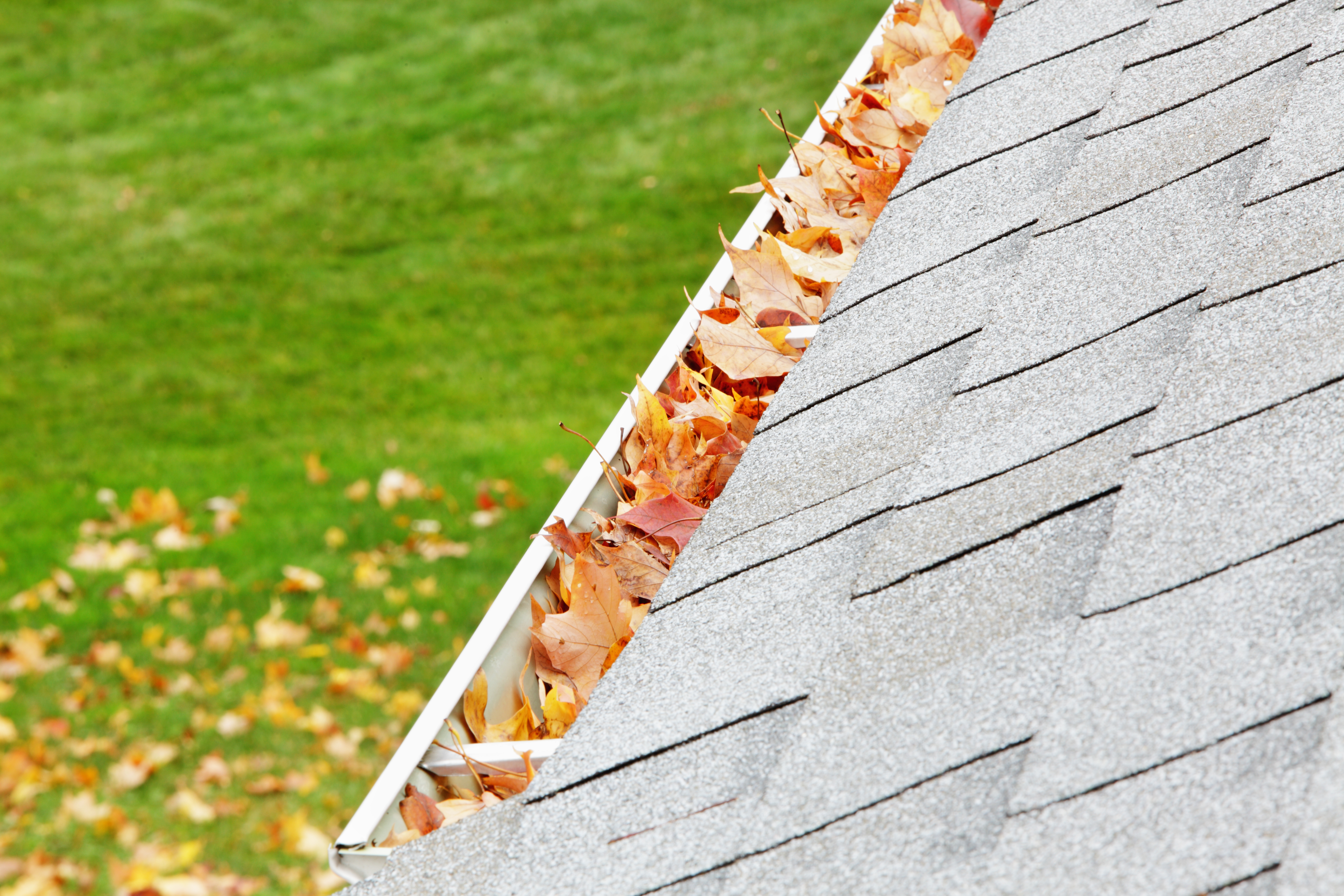 A residential gutter filled with fallen leaves