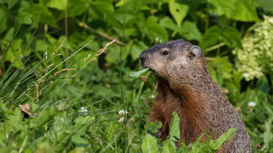 Gopher Rakes 5 Signs of Gophers in Your Yard | Angi