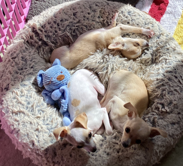 Hurley Gigi Itsy