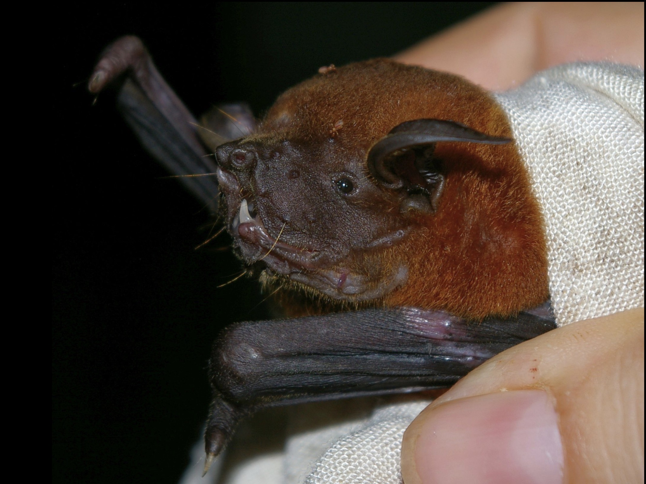 Lesser Bulldog Bat (Noctilio albiventris) | Animal Information | Animal ...
