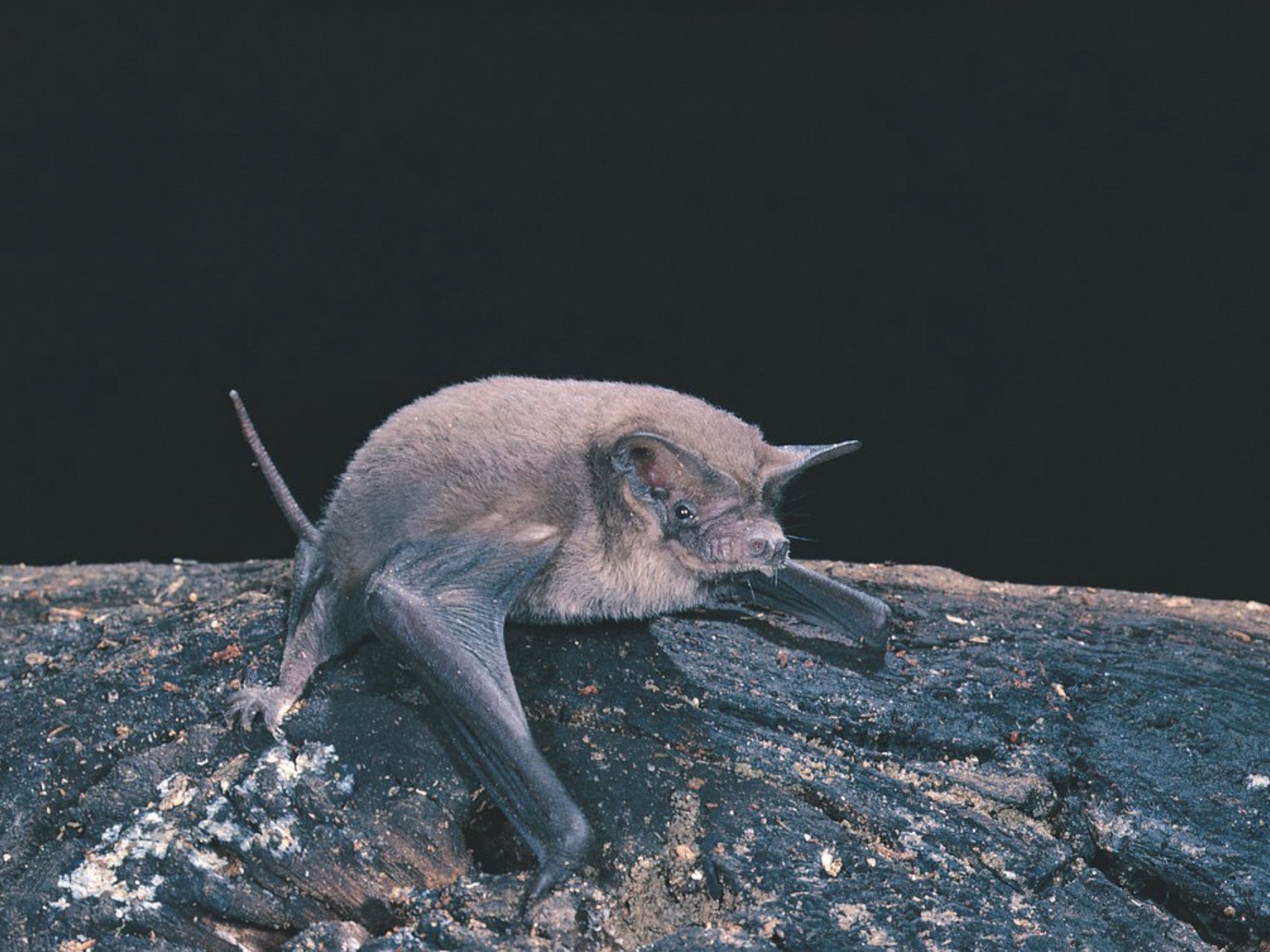 Lesser Northern Free-tailed Bat (Mops johorensis) | Animal Information ...