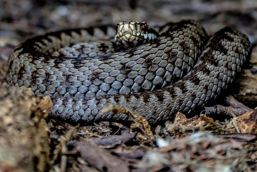 Are Adders Active In Early Spring Animal Information Animal are-adders-active-in-early-spring-animal-information-animal