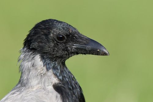 What Do Crows Eat in Cities? | Animal Information | Animal Information
