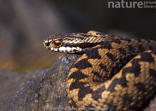 Are Adders Poisonous or Venomous? | Animal Information | Animal Information