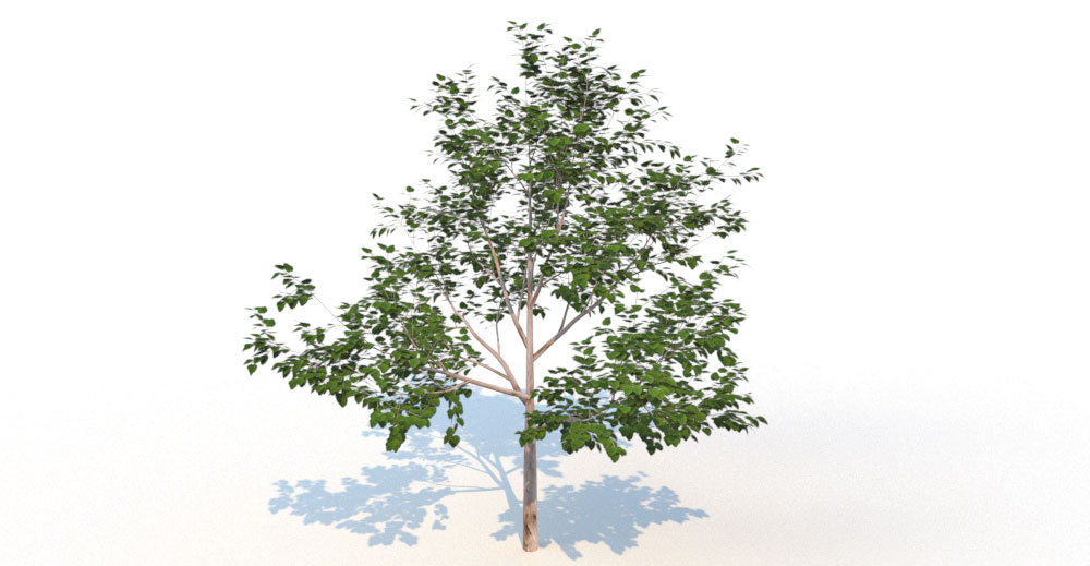 tree 3d model