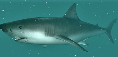 Great White Shark 3d model