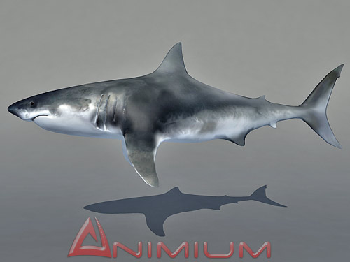 shark 3d model