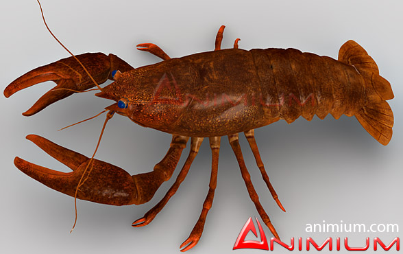 Crayfish 3d model