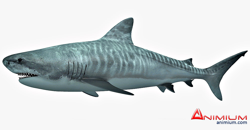 tiger shark 3d model