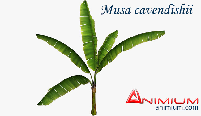 Musa cavendishii 3d model