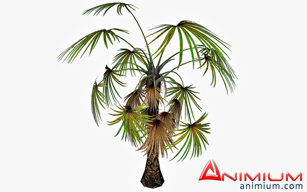 Fan palm 3d model