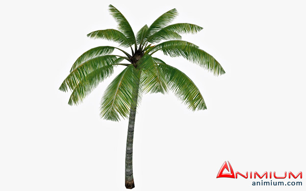 Palm tree 3d model