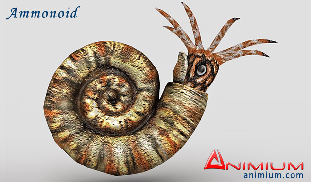 Ammonoid 3d model