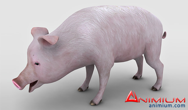 Pig 3d model