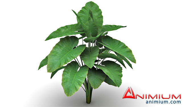 Alocasia plant 3d model