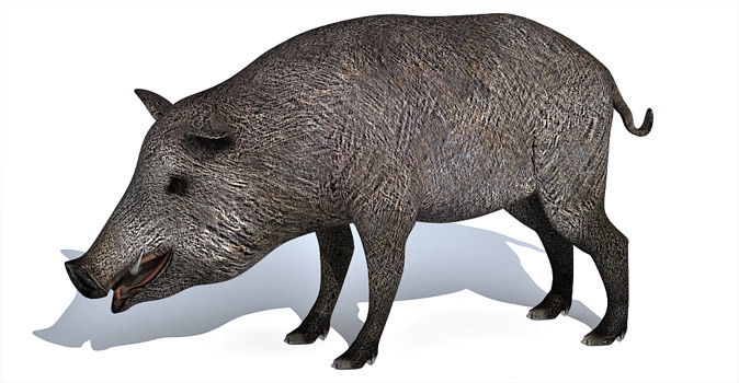 Boar 3d model