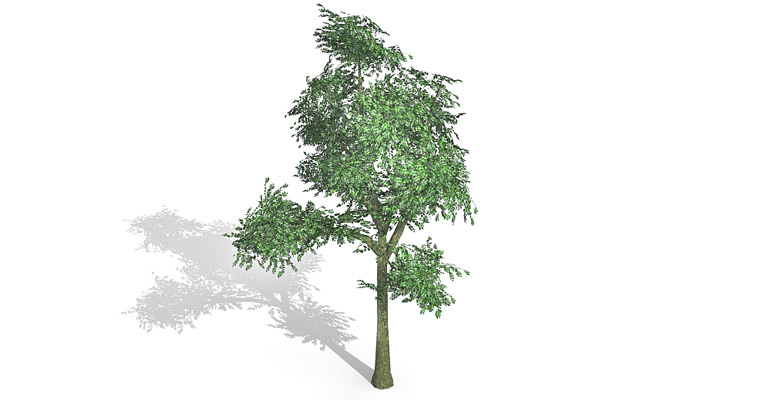 beech tree 3d model