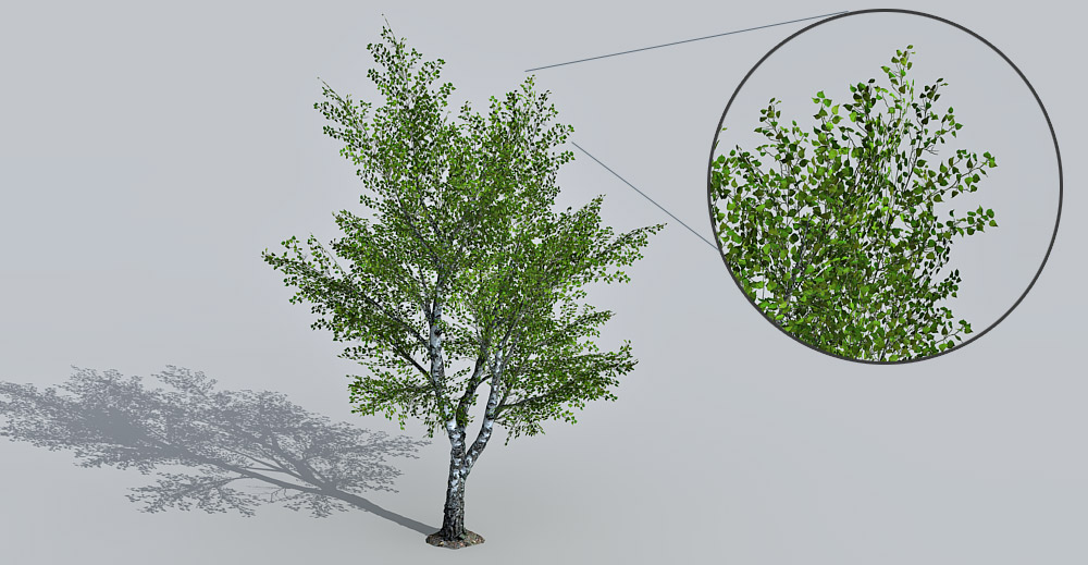 Birch Tree 3d model