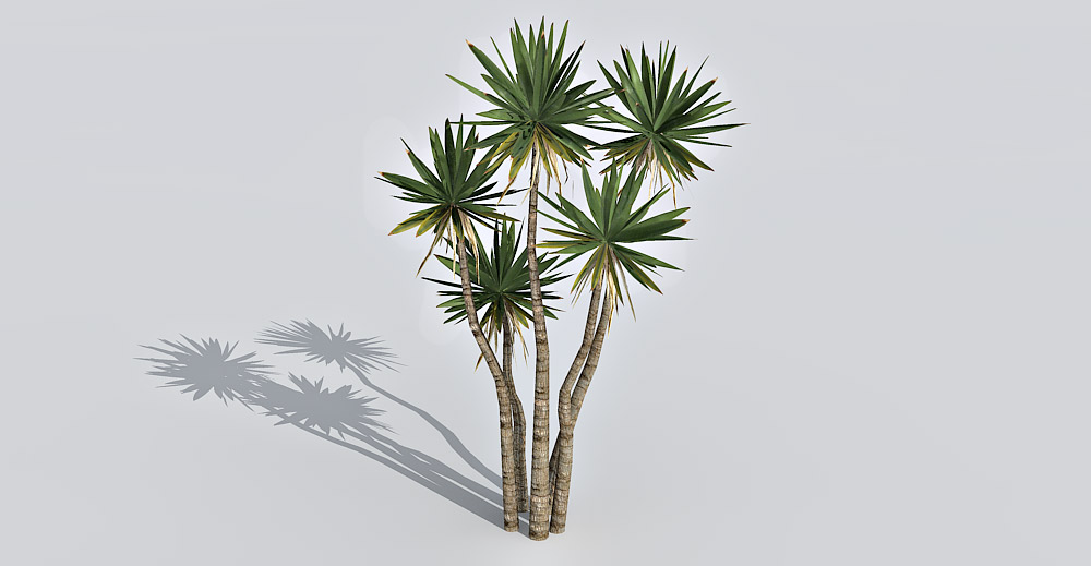 Yucca plant 3d model