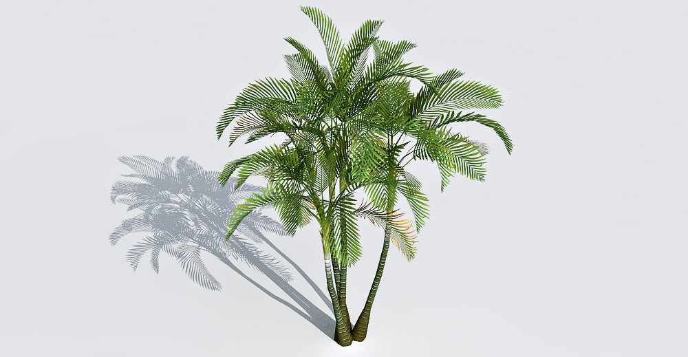 Areca Palm 3d model