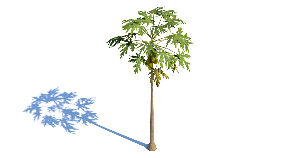 Papaya tree 3d model