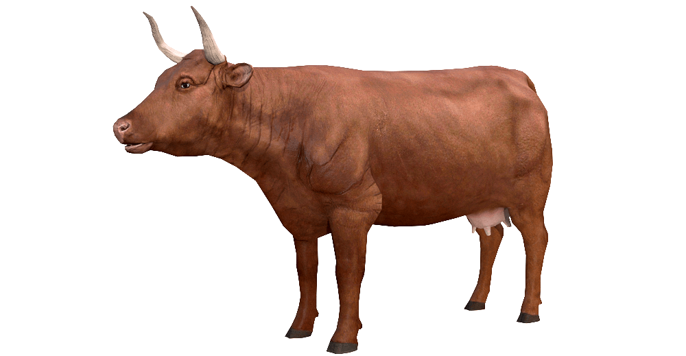 Cow 3d model