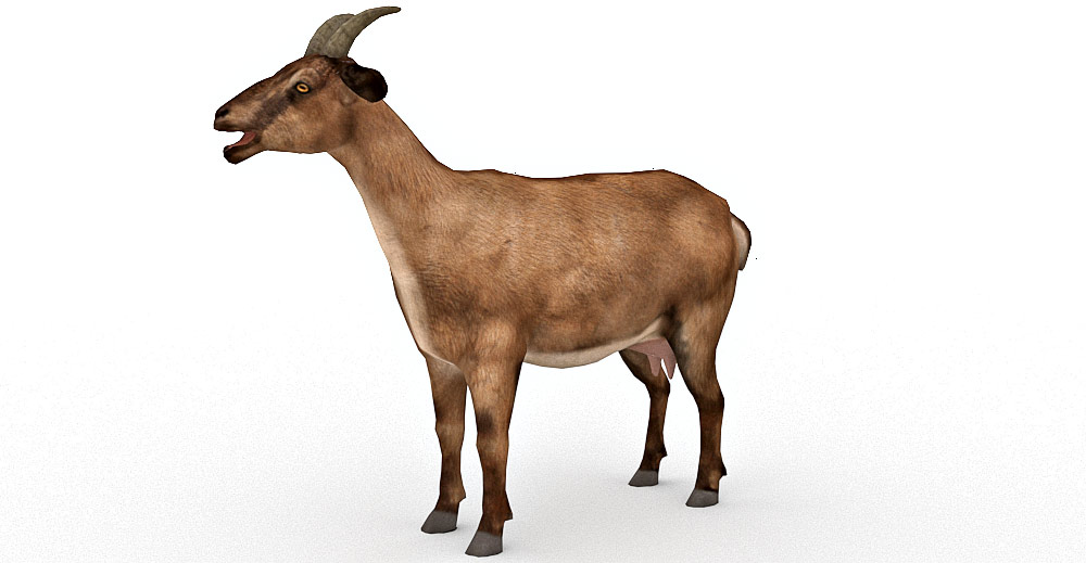 Goat 3d model