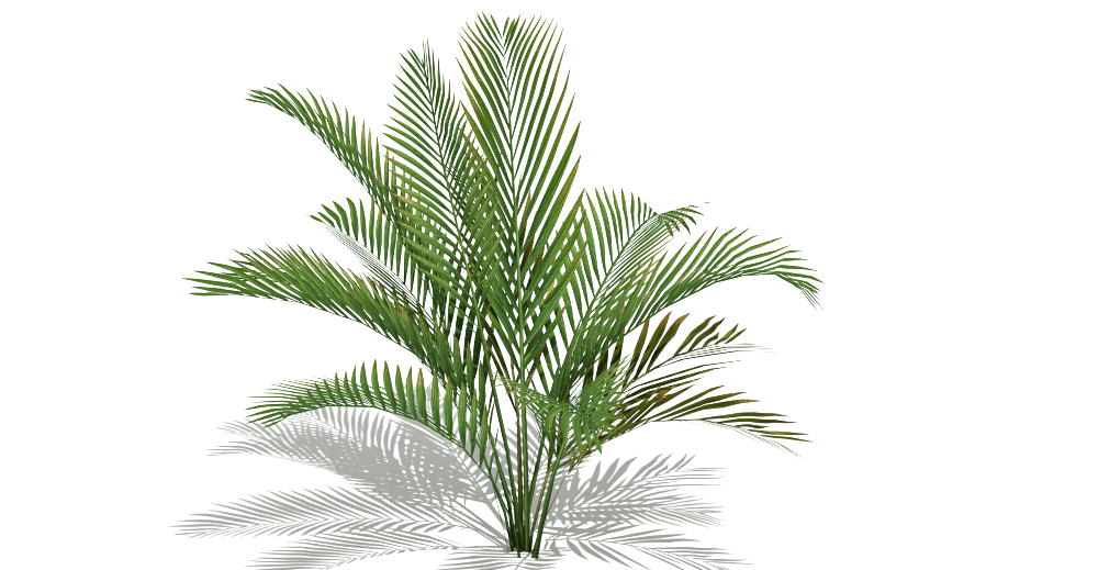 Cascade Palm 3d model